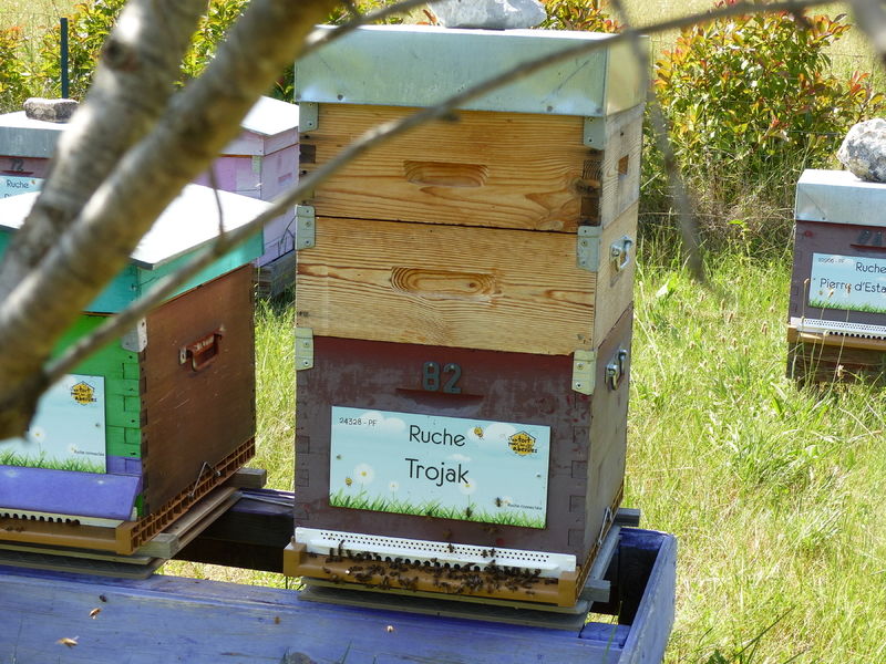 La ruche Trojak