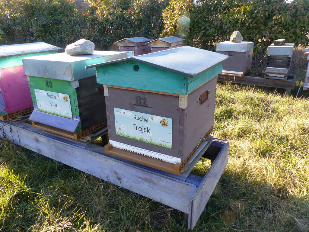 La ruche Trojak