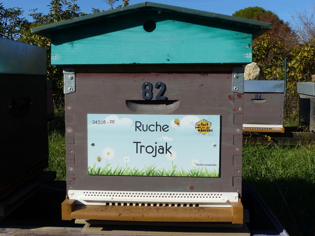La ruche Trojak