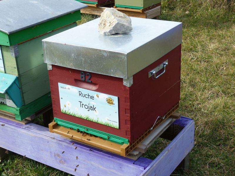 La ruche Trojak
