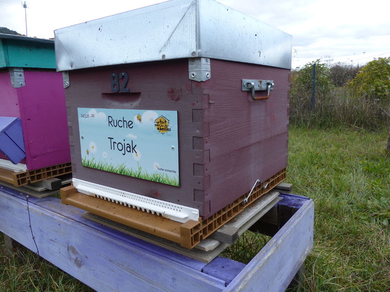 La ruche Trojak