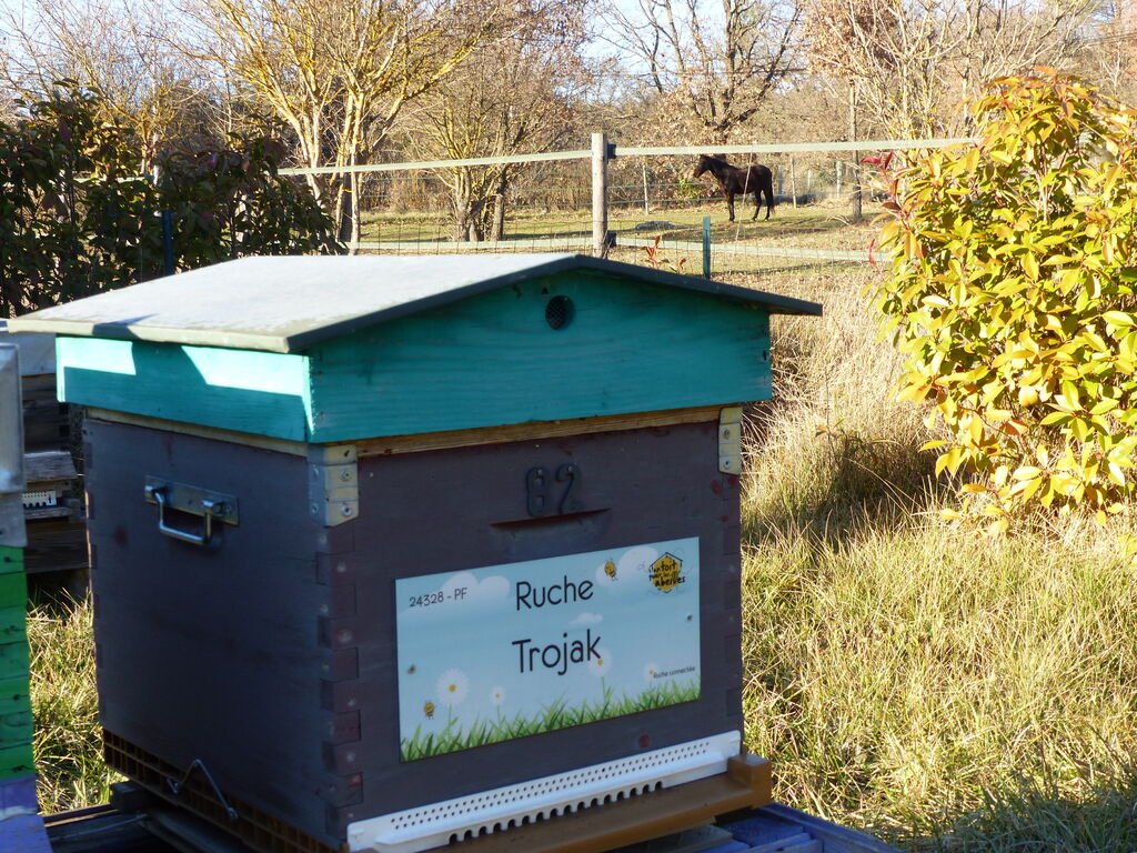 La ruche Trojak