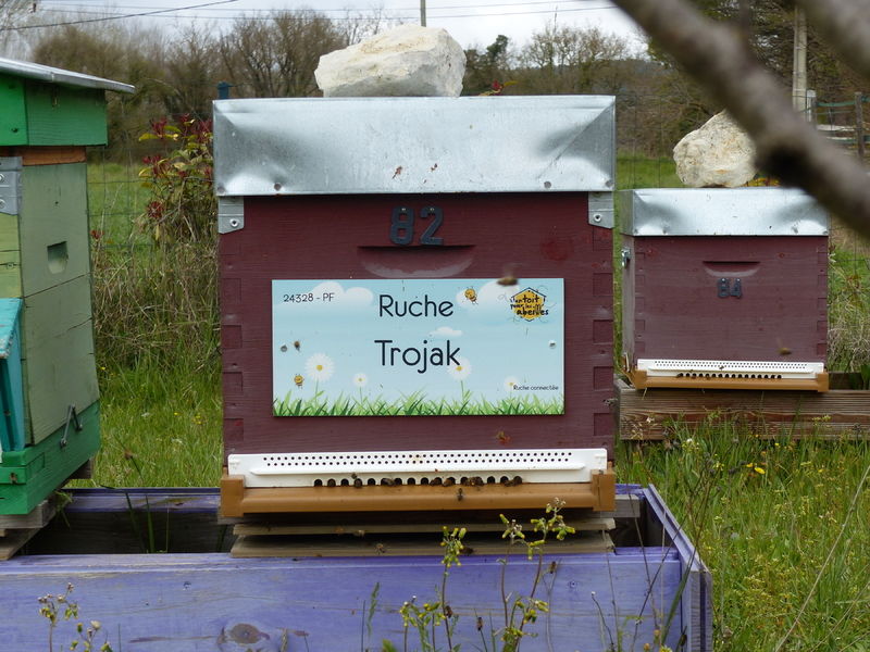 La ruche Trojak