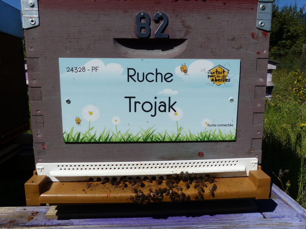 La ruche Trojak
