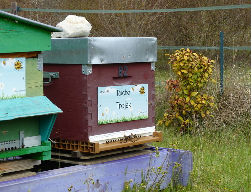 La ruche Trojak
