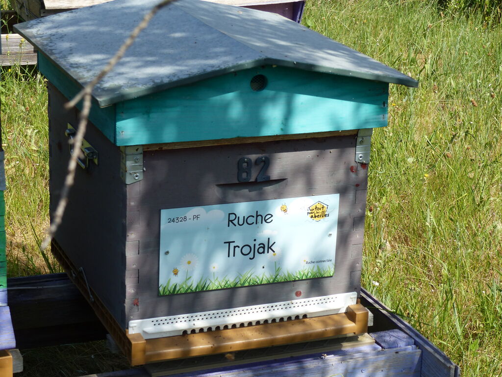 La ruche Trojak