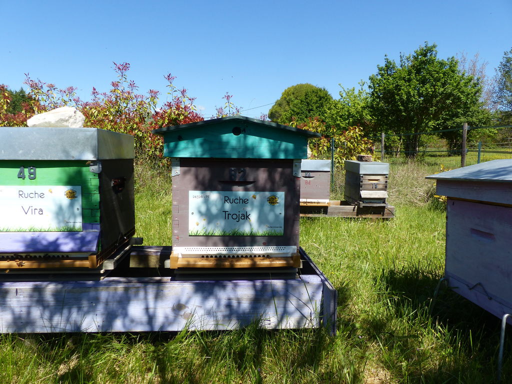 La ruche Trojak