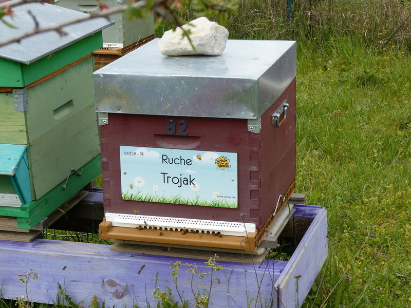 La ruche Trojak