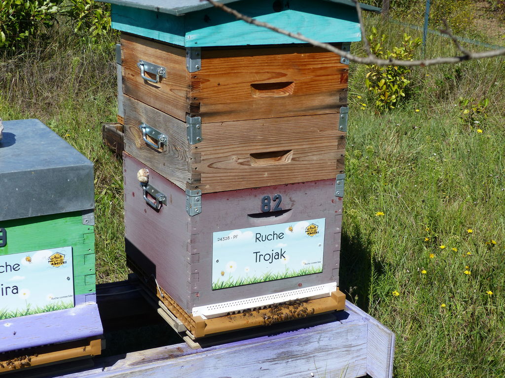 La ruche Trojak