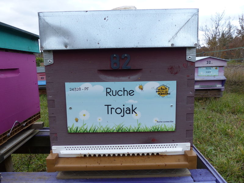 La ruche Trojak
