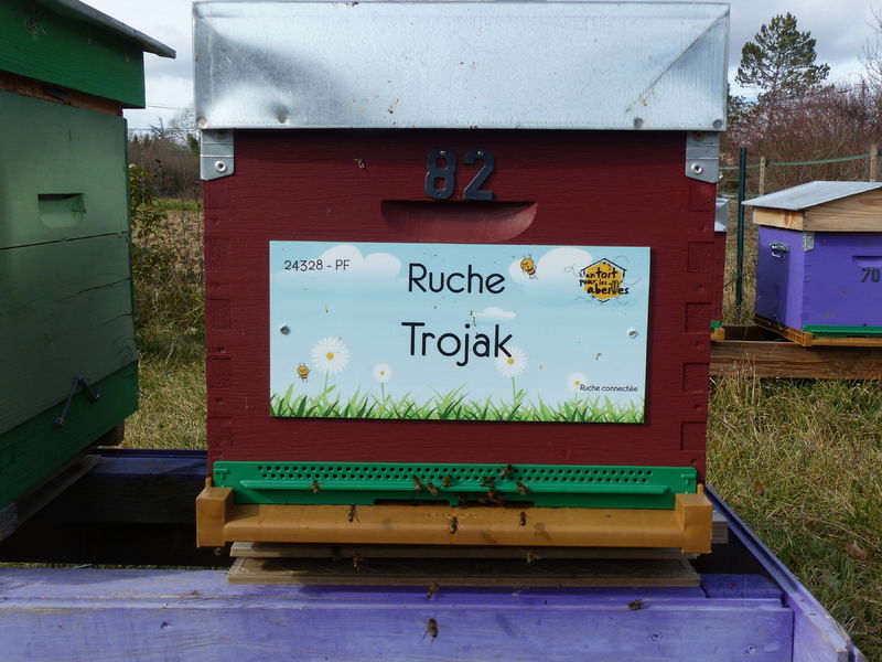 La ruche Trojak