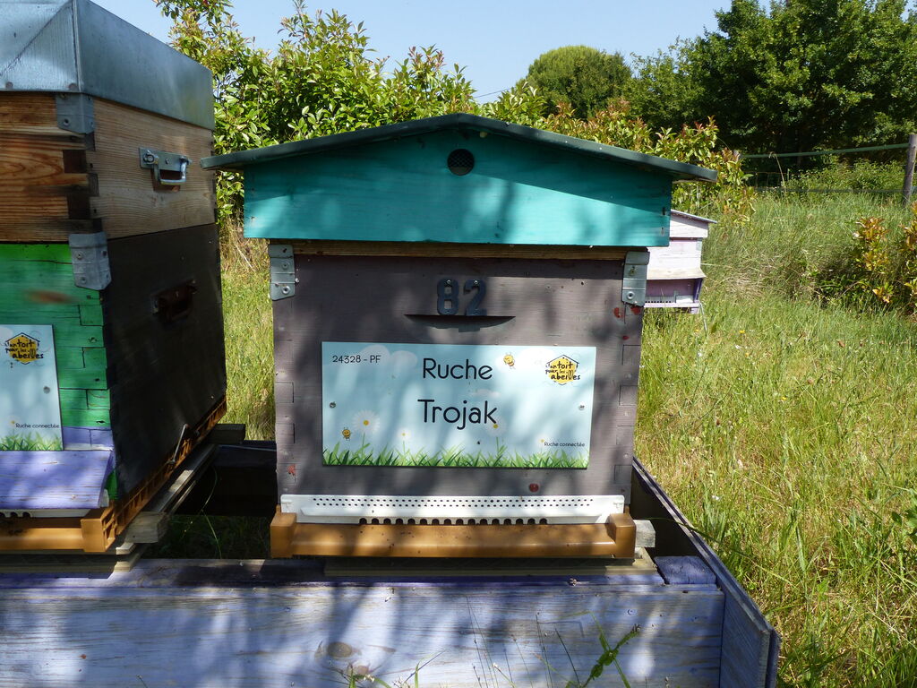 La ruche Trojak