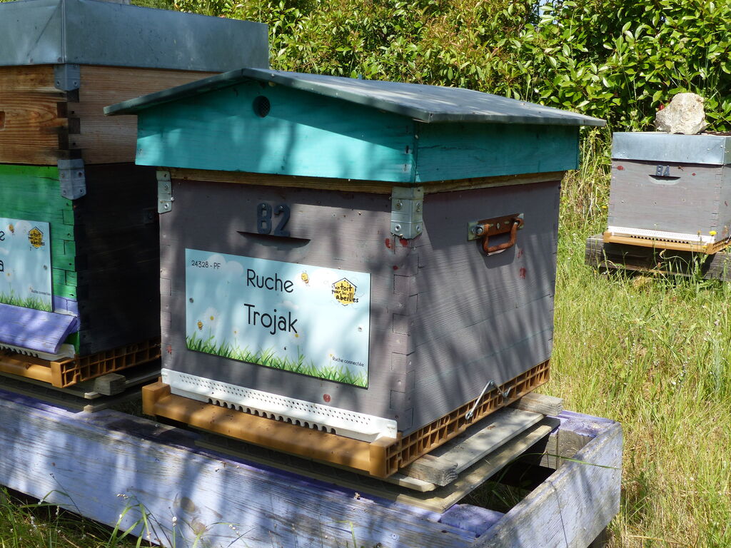 La ruche Trojak
