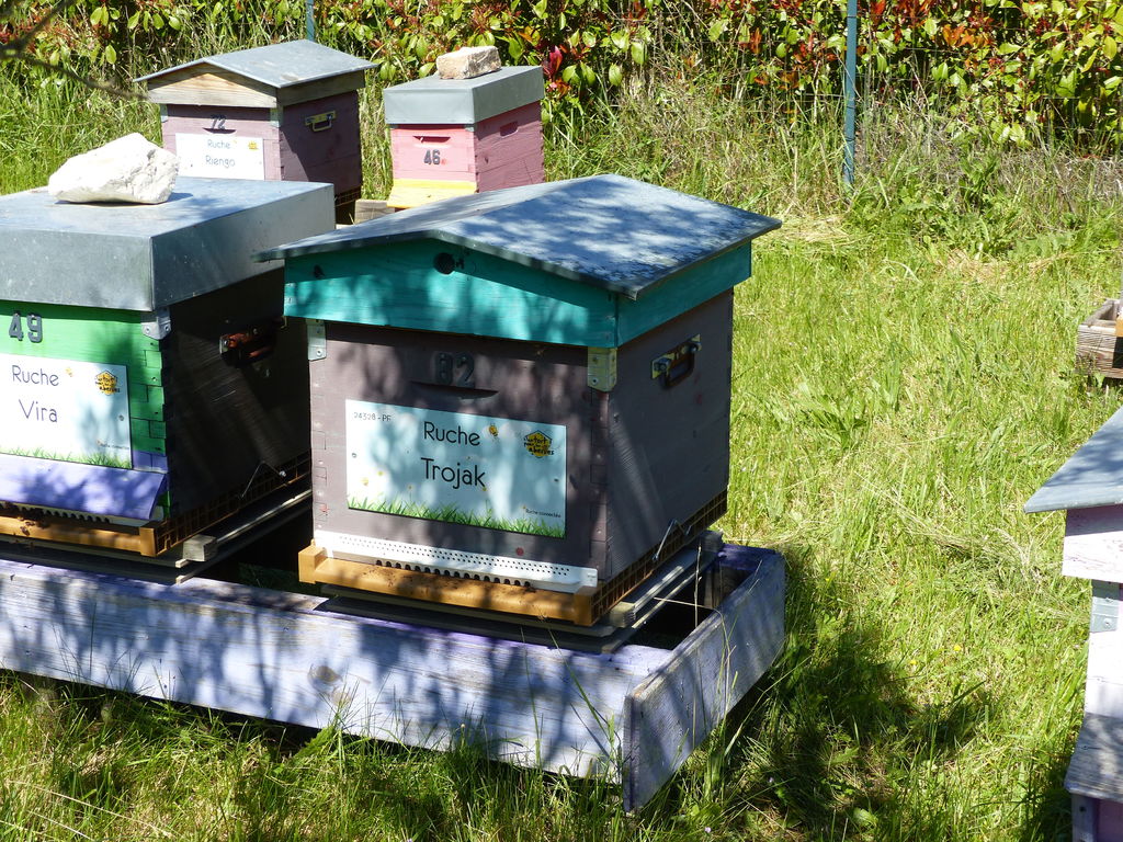 La ruche Trojak