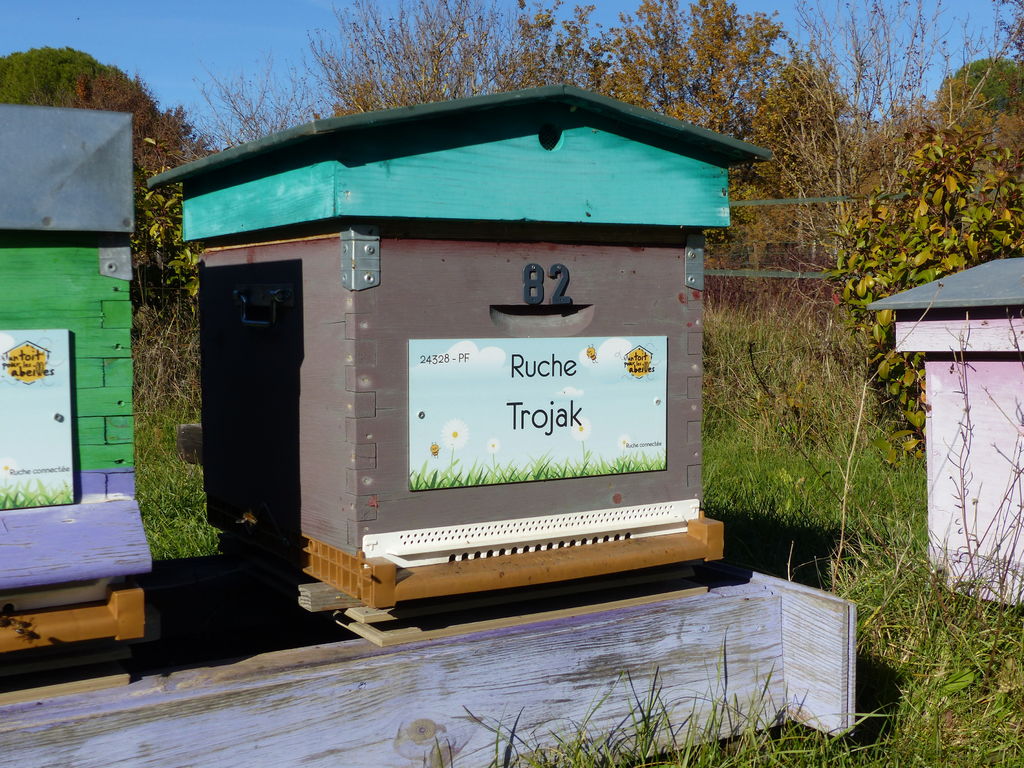 La ruche Trojak