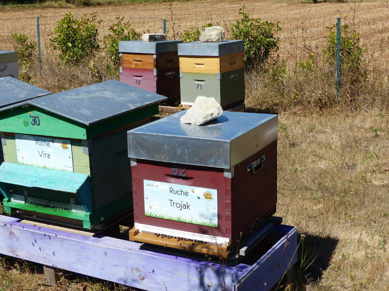 La ruche Trojak