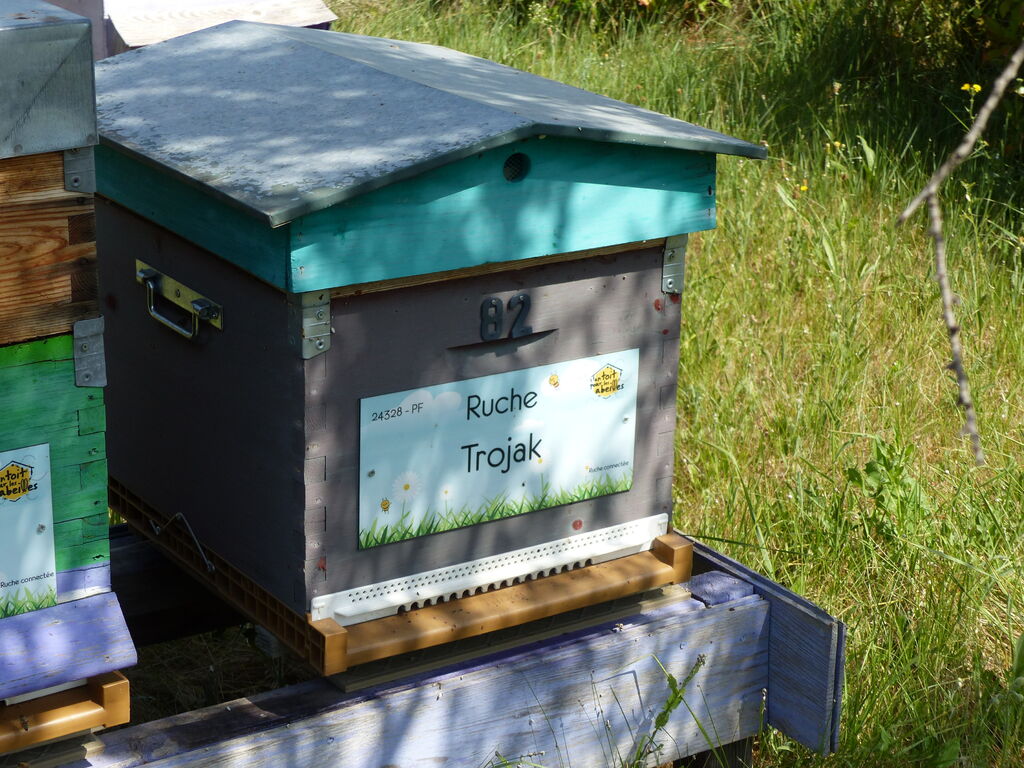 La ruche Trojak