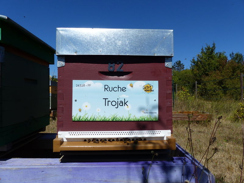 La ruche Trojak