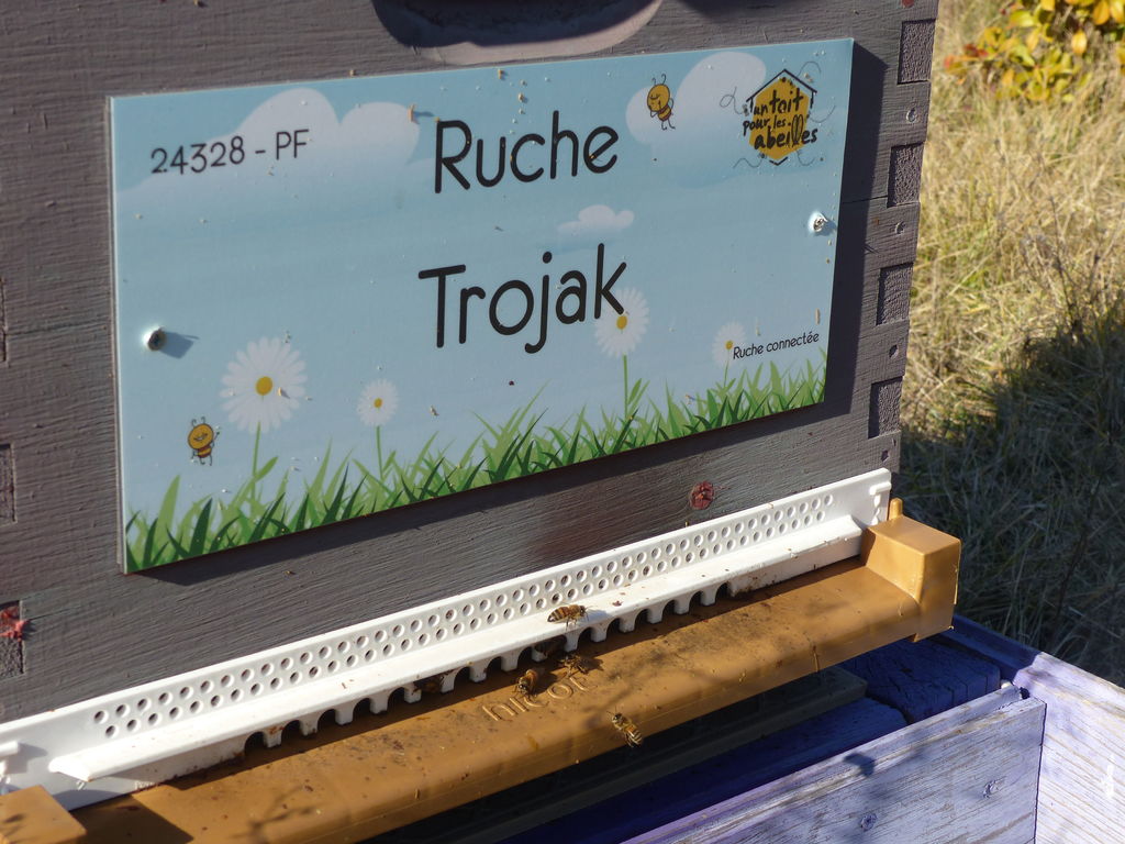 La ruche Trojak