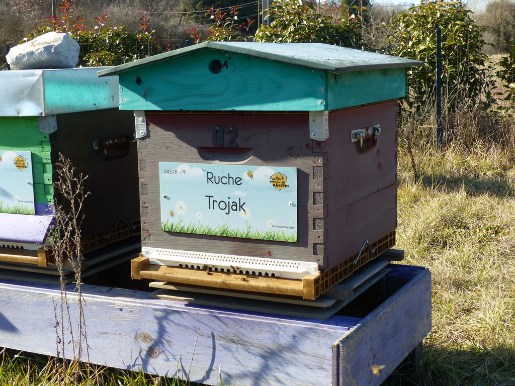 La ruche Trojak
