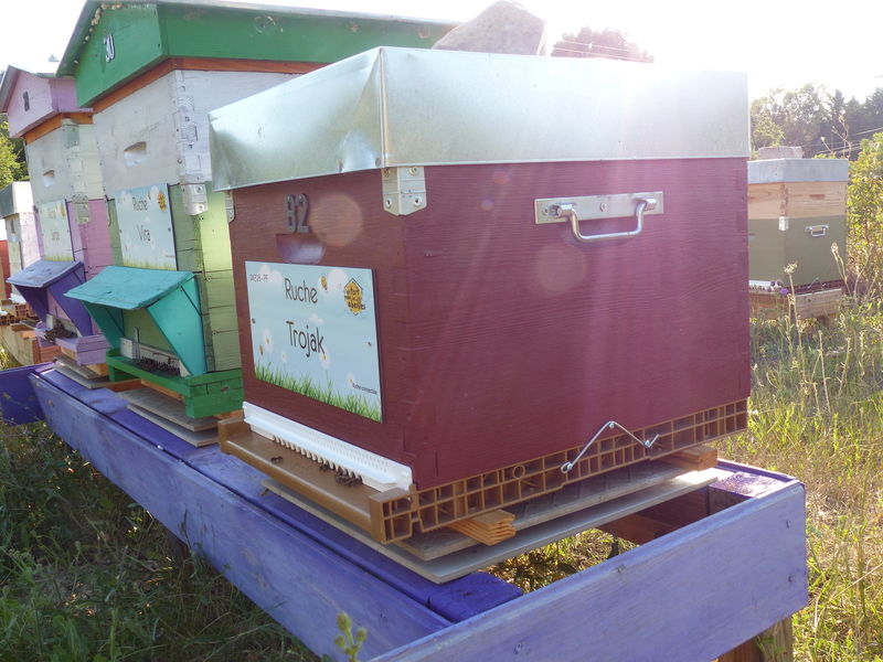 La ruche Trojak