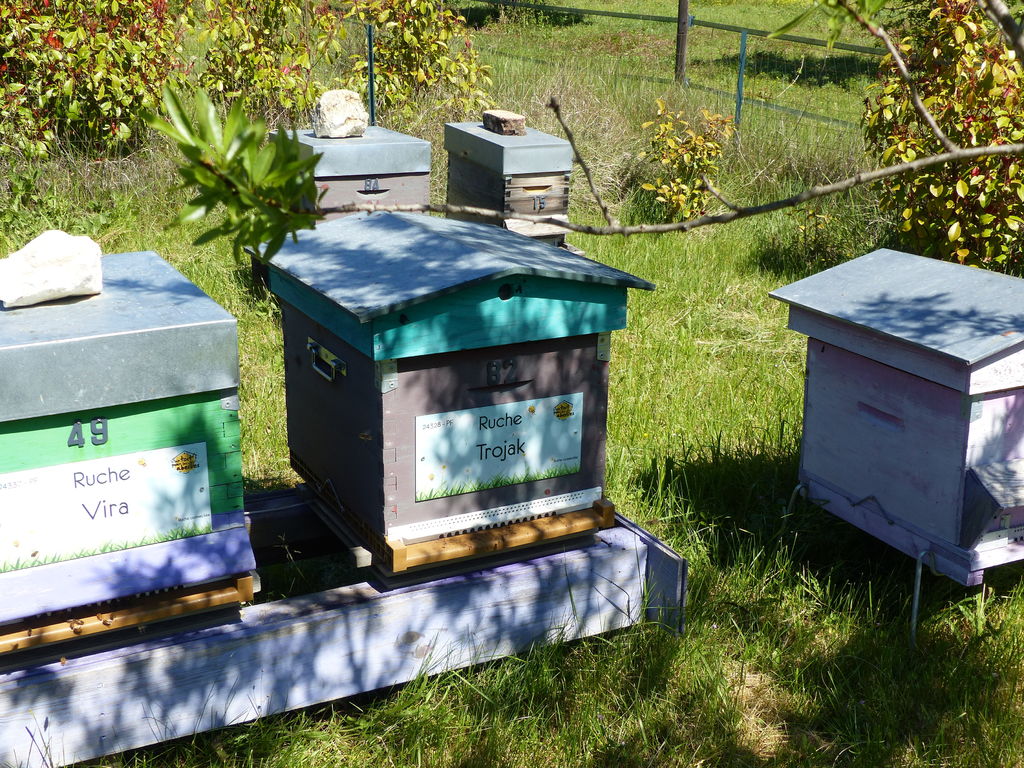La ruche Trojak