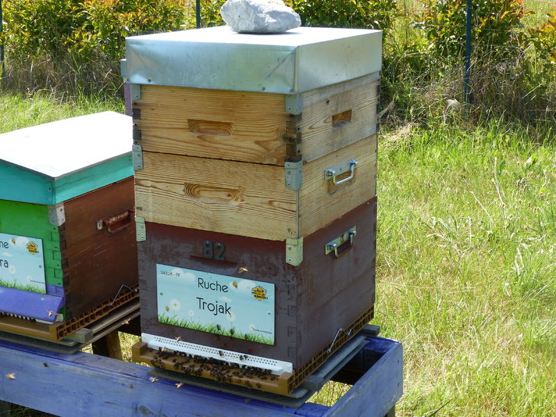 La ruche Trojak