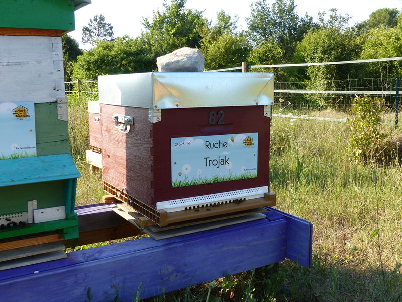 La ruche Trojak