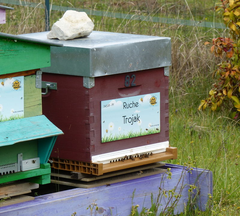 La ruche Trojak