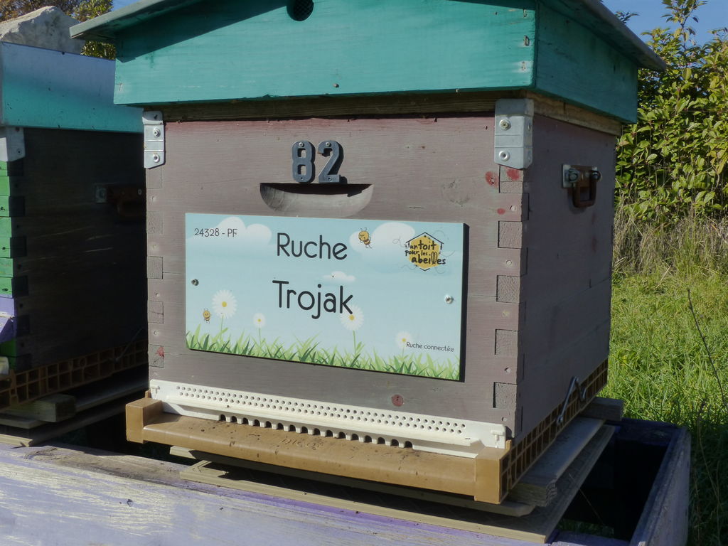 La ruche Trojak