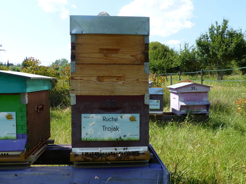 La ruche Trojak