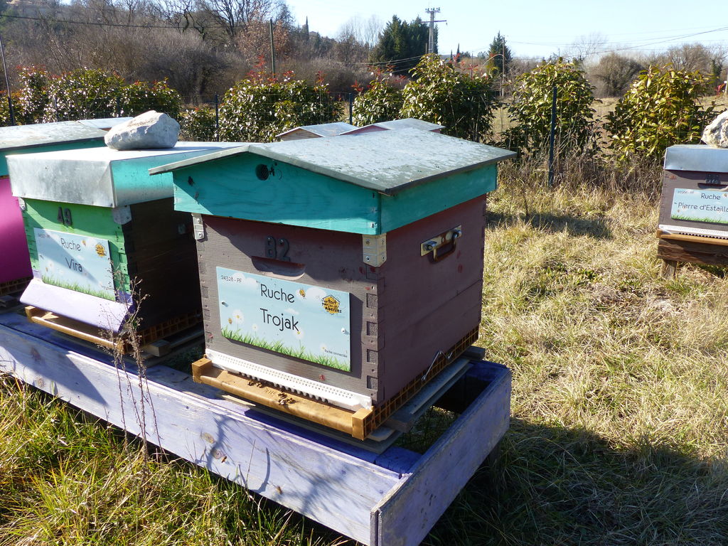 La ruche Trojak