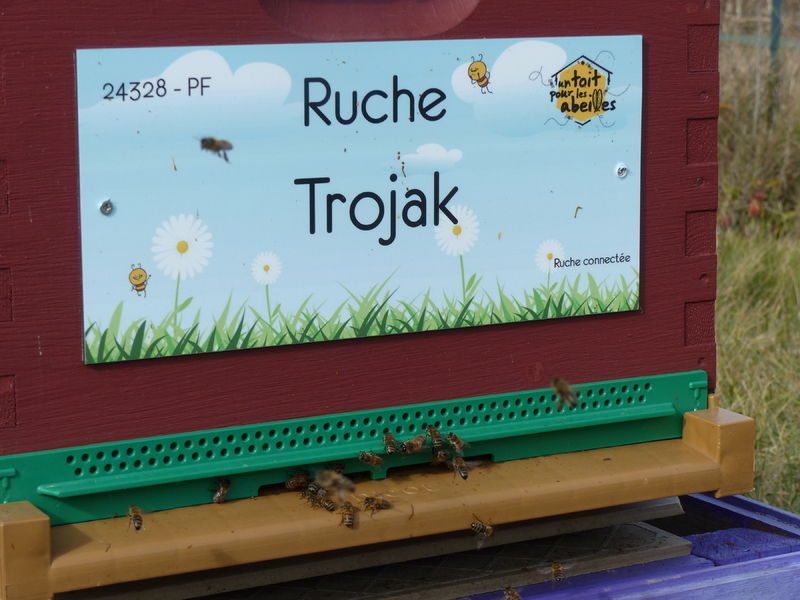 La ruche Trojak