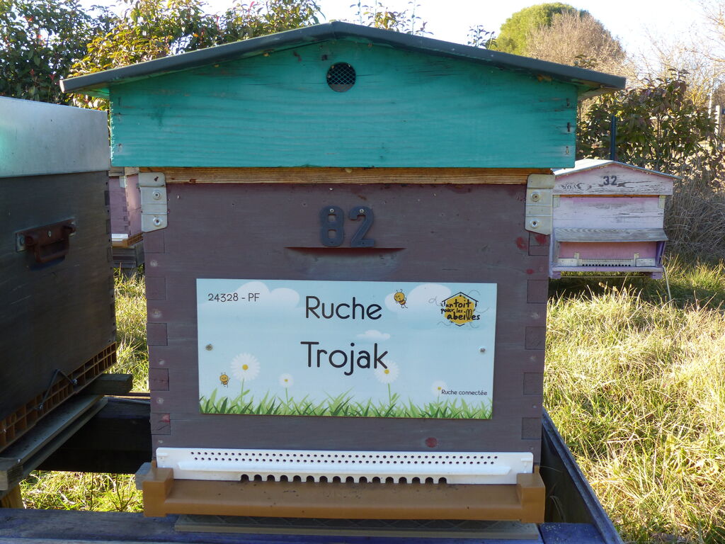 La ruche Trojak