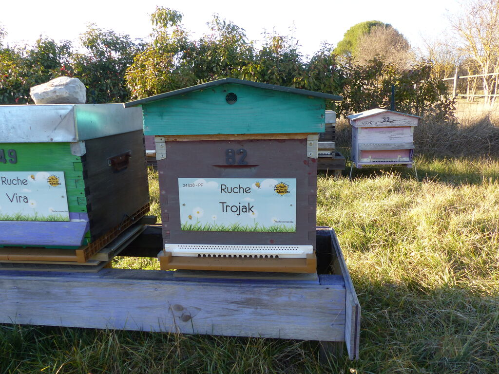 La ruche Trojak