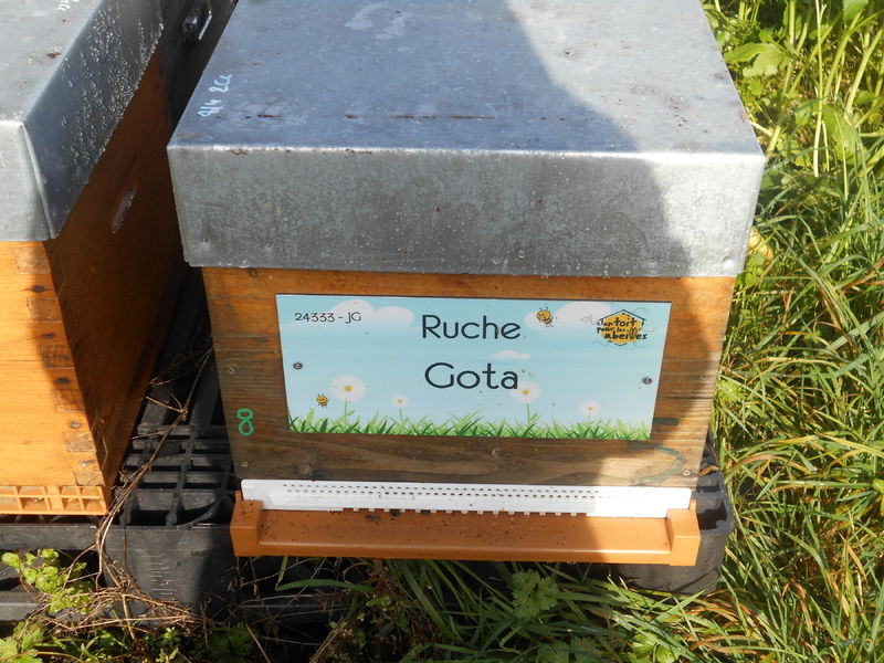 La ruche