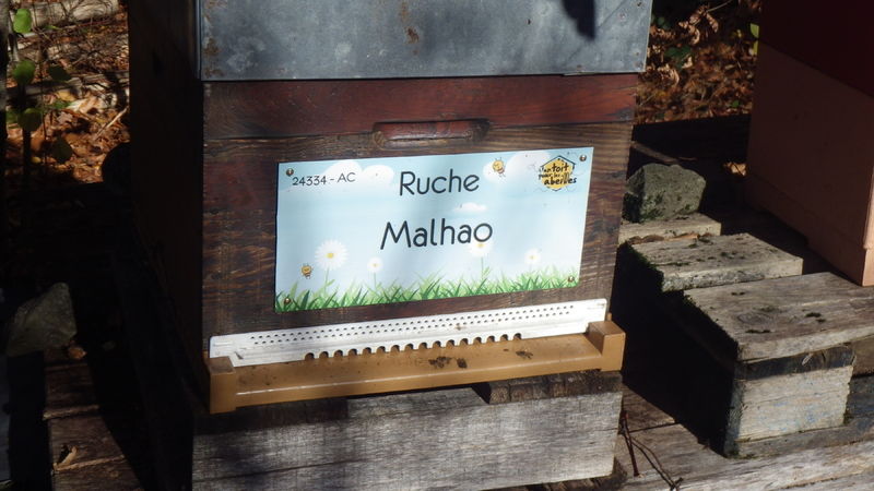 La ruche Malhao