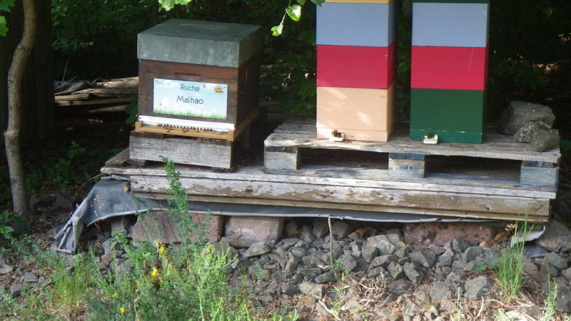 La ruche Malhao