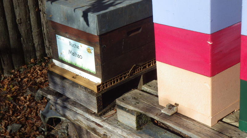 La ruche Malhao