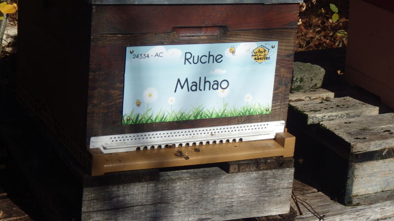 La ruche Malhao