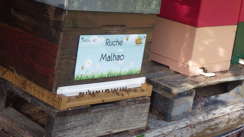 La ruche Malhao