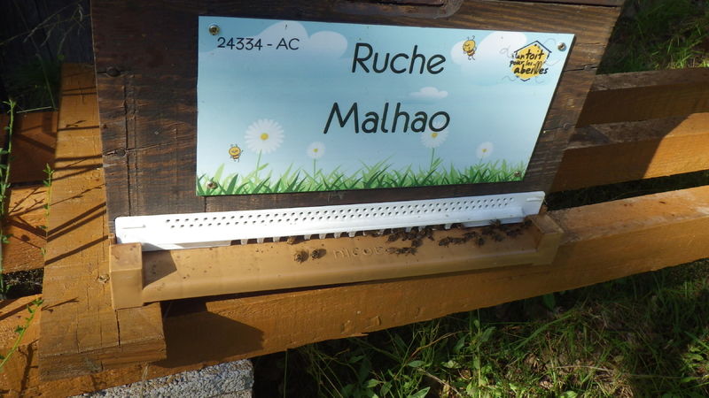 La ruche Malhao