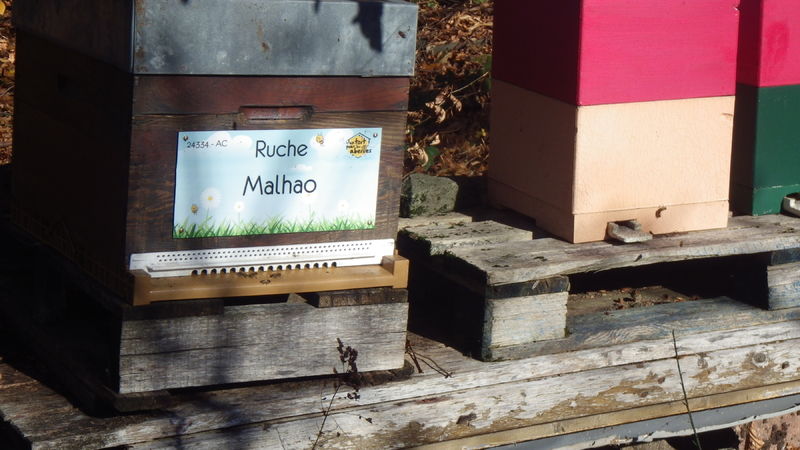 La ruche