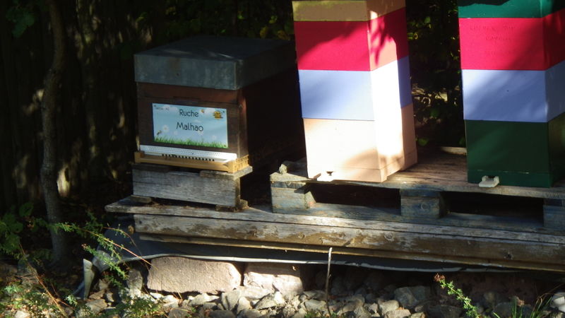 La ruche Malhao