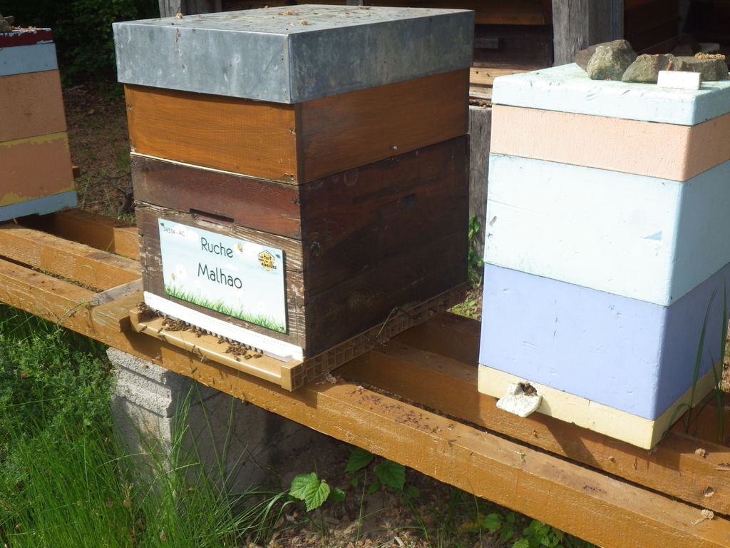 La ruche Malhao