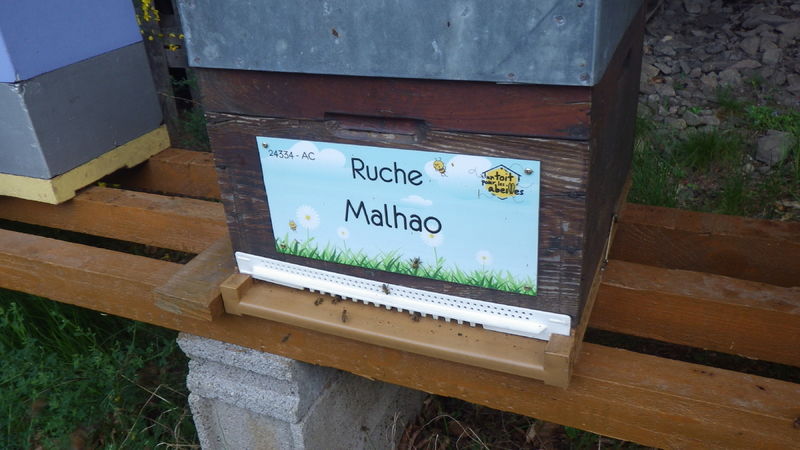 La ruche Malhao