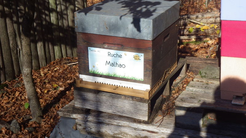 La ruche Malhao