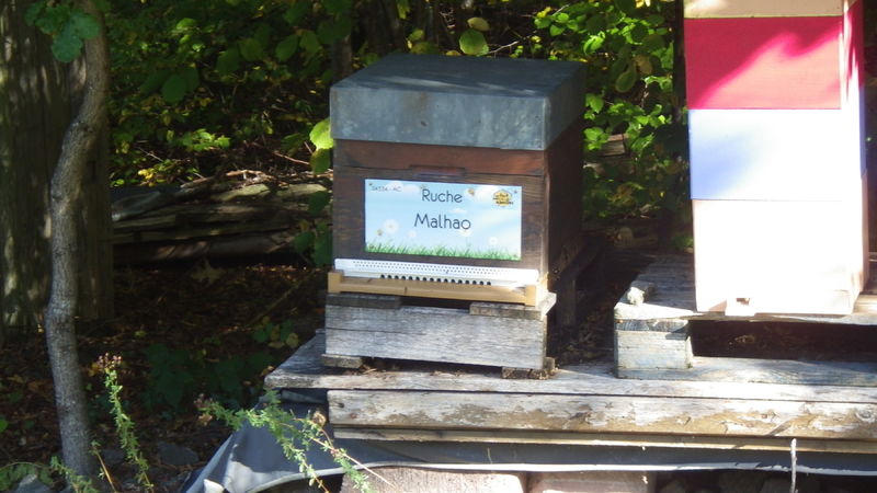La ruche Malhao