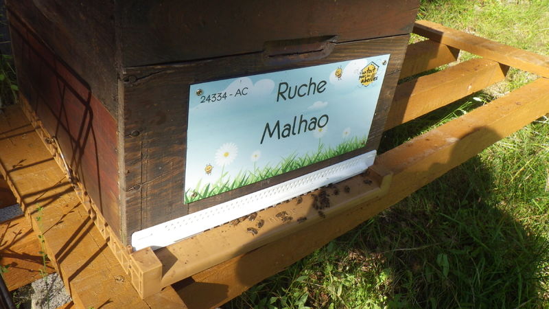 La ruche Malhao