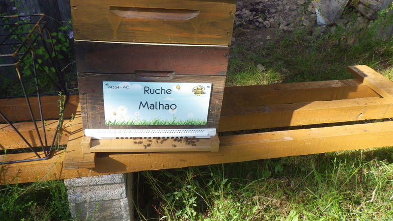 La ruche Malhao